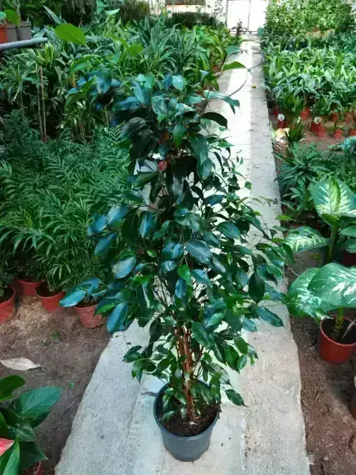 Ornamental plants available at Wadi Al Lawami nursery, Oman